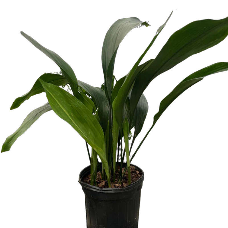 Cast Iron Aspidistra | Plant Addicts