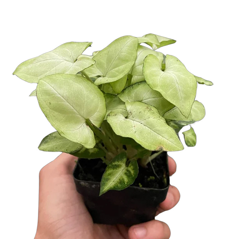 Plant Addicts Moonshine Syngonium