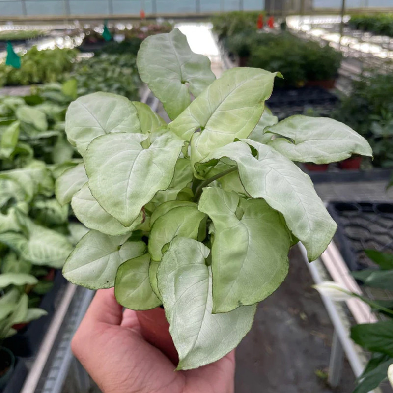 Plant Addicts Moonshine Syngonium - Thumbnail 2
