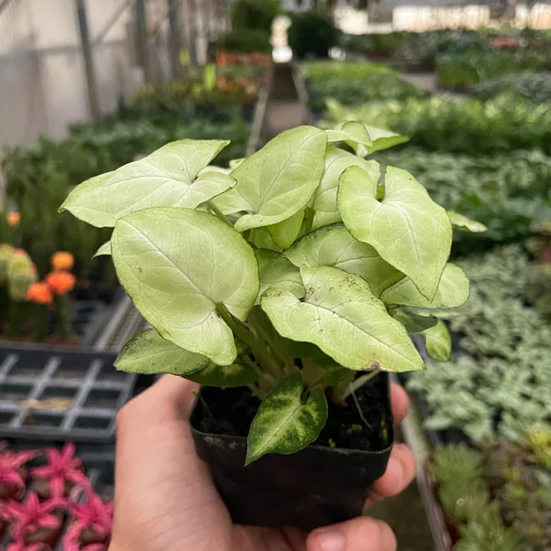 Plant Addicts Moonshine Syngonium - Thumbnail 3