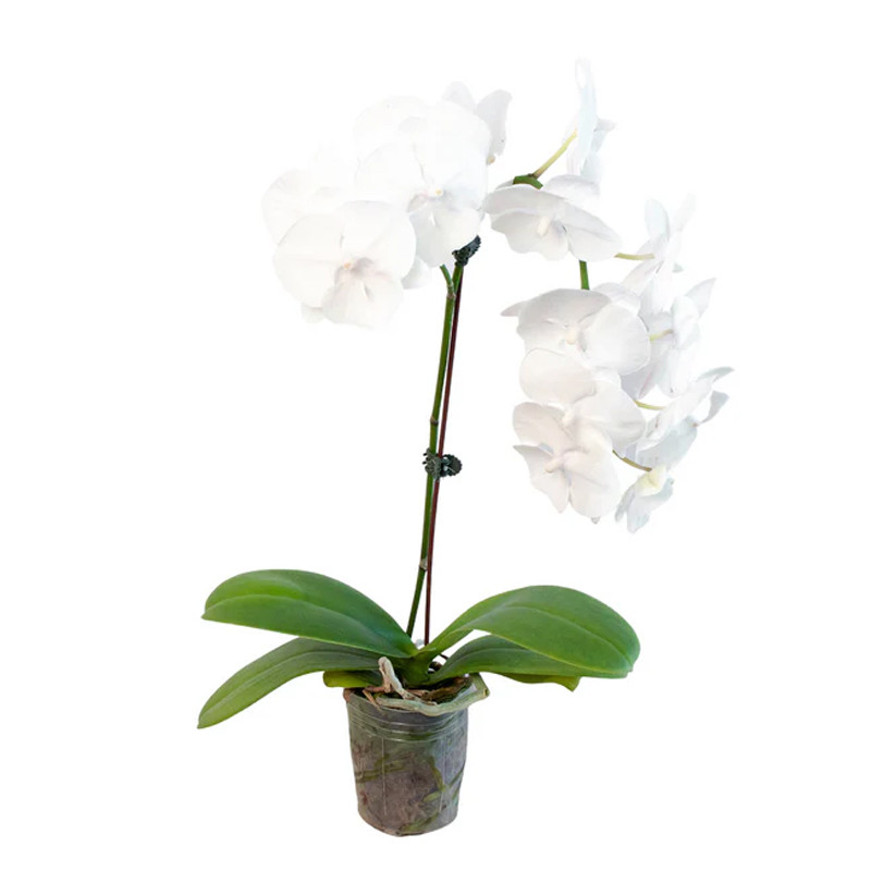 Plant Addicts Phalaenopsis Orchid