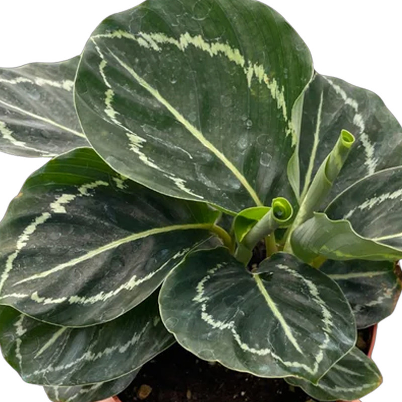 calathea medallion katze Calathea Medallion kaufen – Green Me Up main image 1