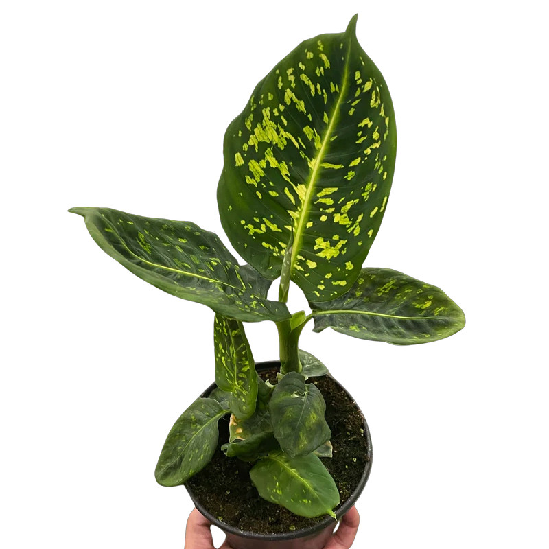 Plant Addicts Reflector Dieffenbachia
