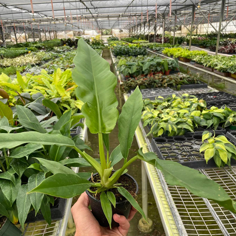 Plant Addicts Jungle Boogie Philodendron