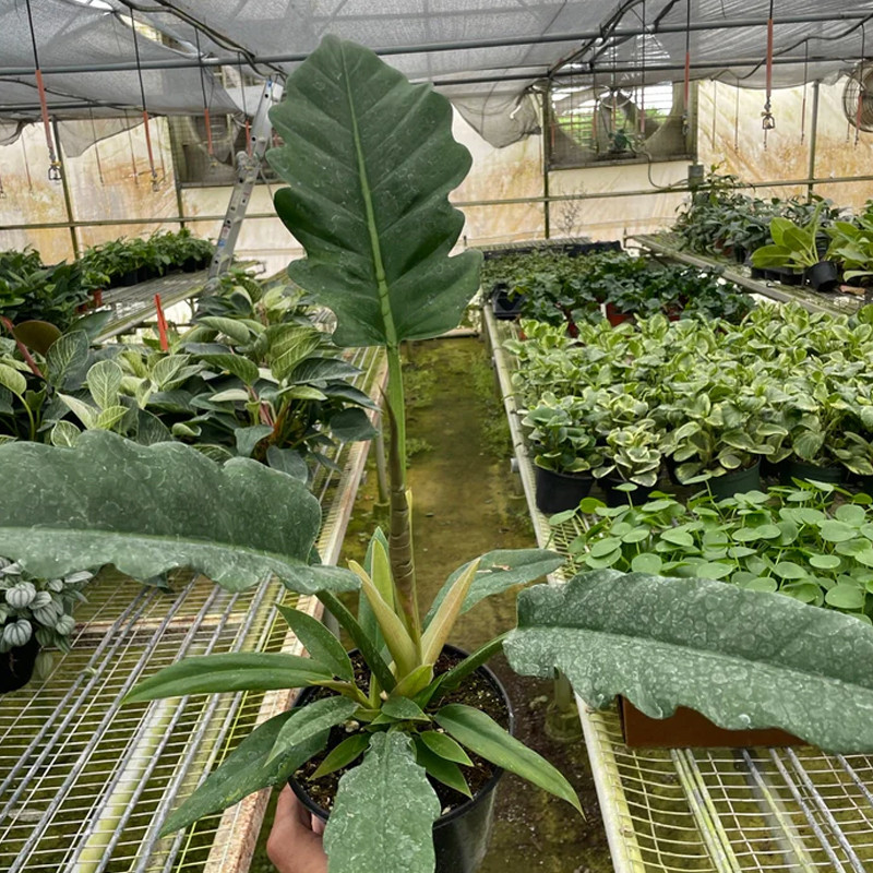 Plant Addicts Jungle Boogie Philodendron - Thumbnail 3