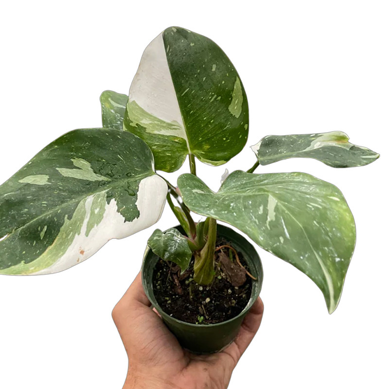 Plant Addicts Philodendron