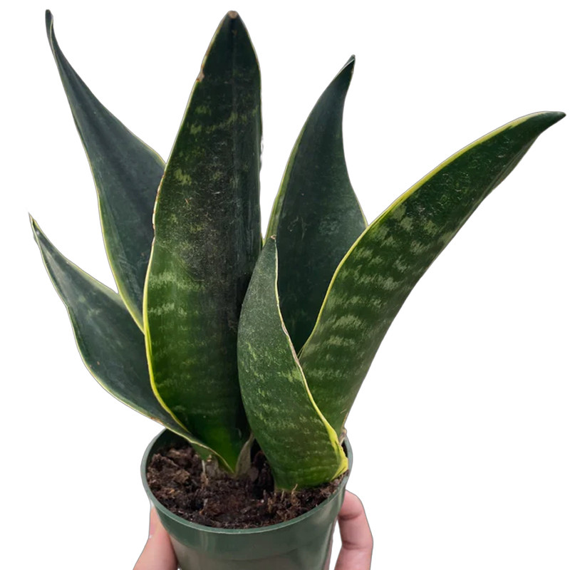 Plant Addicts Fabi Snake Plant - Thumbnail 2