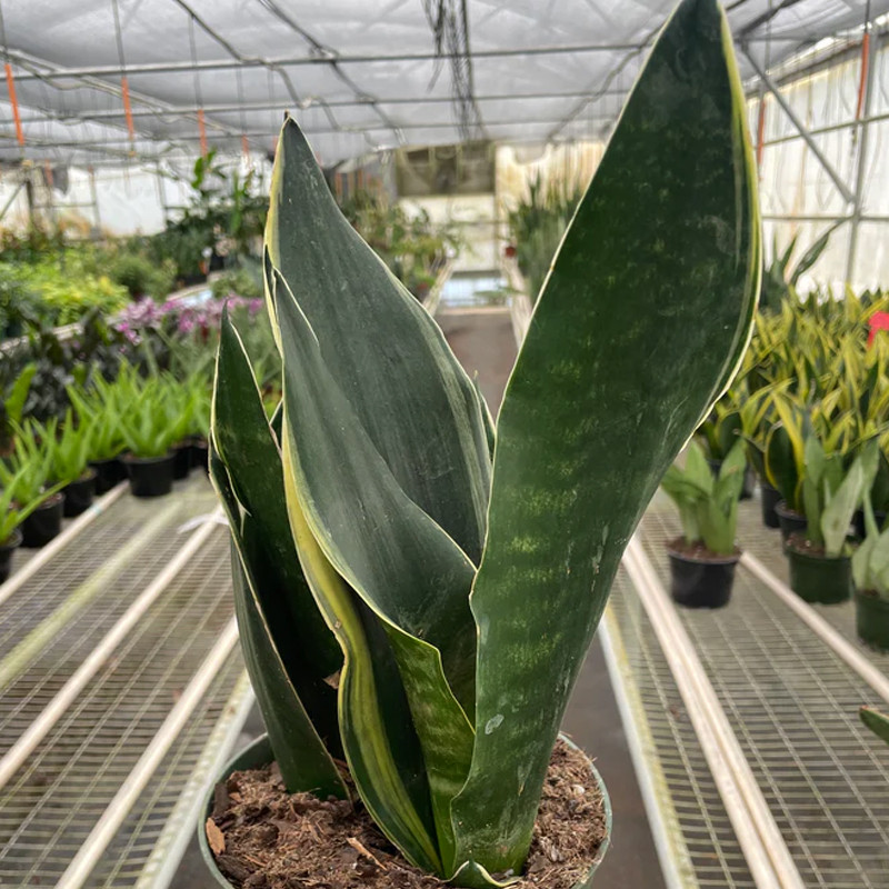 Plant Addicts Fabi Snake Plant