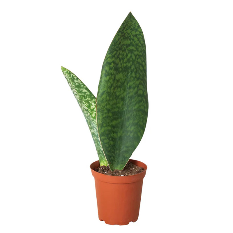 Plant Addicts Shark Fin Snake Plant - Thumbnail 3