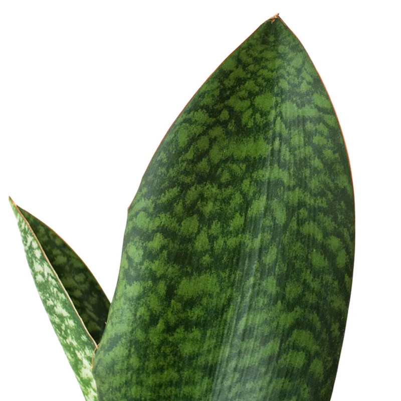 Plant Addicts Shark Fin Snake Plant