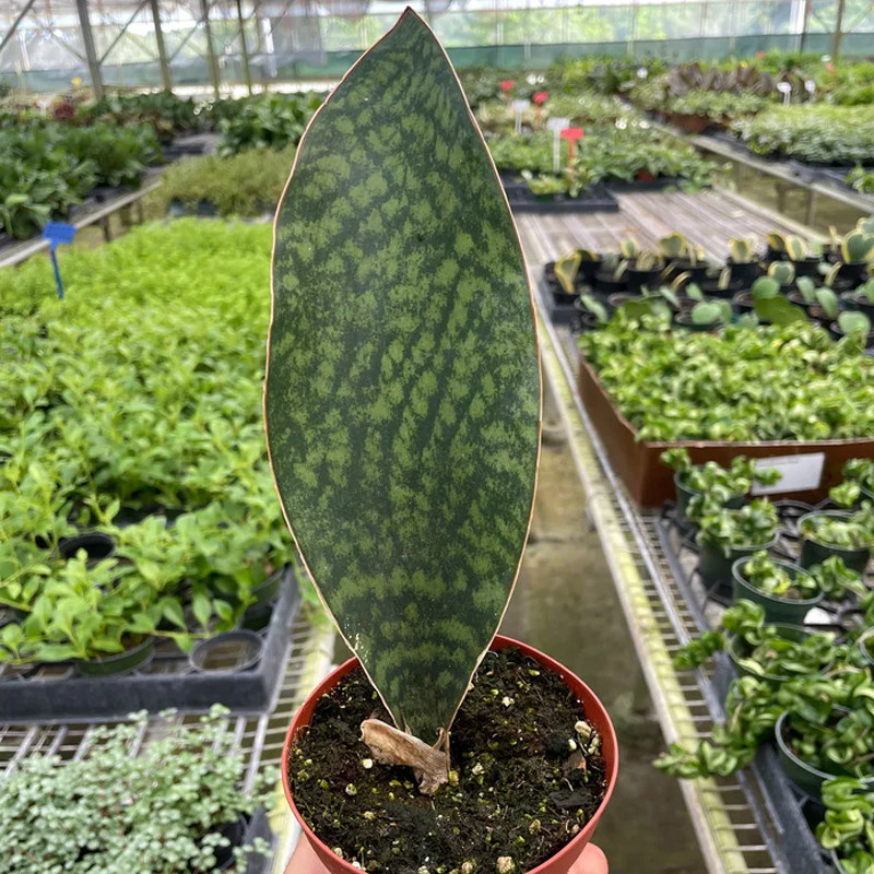 Plant Addicts Shark Fin Snake Plant - Thumbnail 4