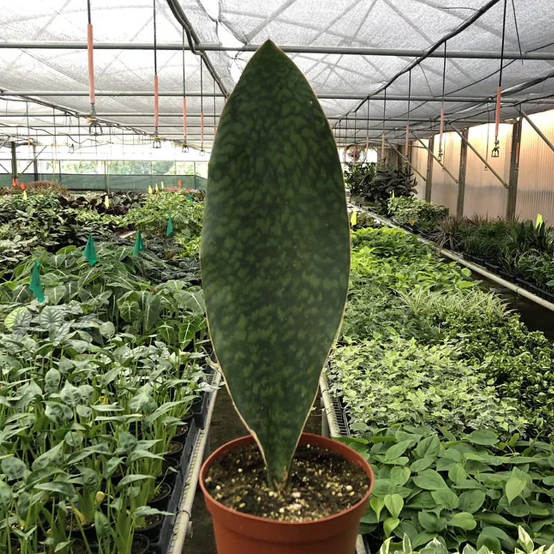 Plant Addicts Shark Fin Snake Plant - Thumbnail 2