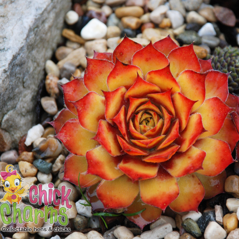 Chick Charms Hens & Chicks