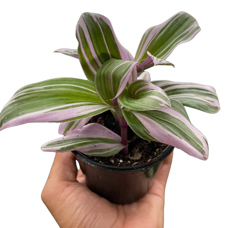 Nanouk Tradescantia