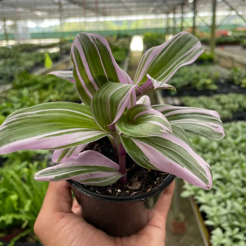 Nanouk Tradescantia - Thumbnail 2