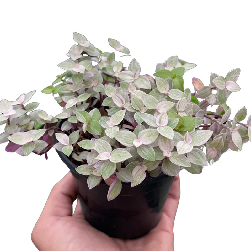 Plant Addicts Callisia Tradescantia