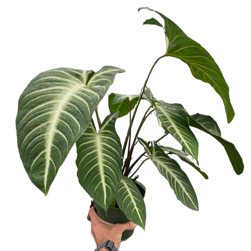 Plant Addicts Xanthosoma Lindenii Magnificum