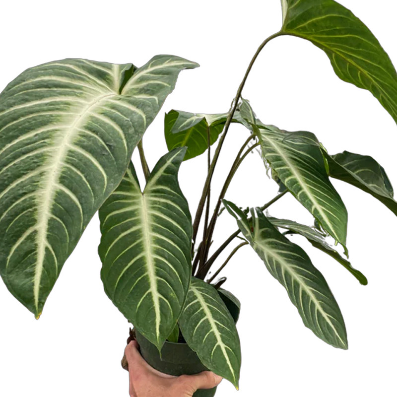 Plant Addicts Xanthosoma Lindenii Magnificum - Thumbnail 2