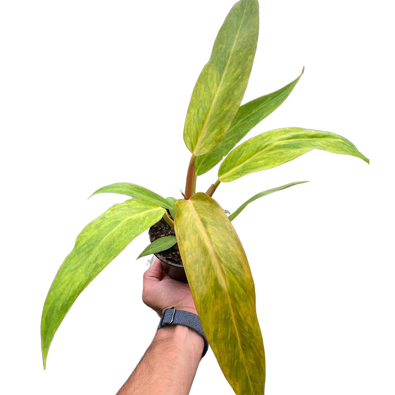 Plant Addicts Philodendron