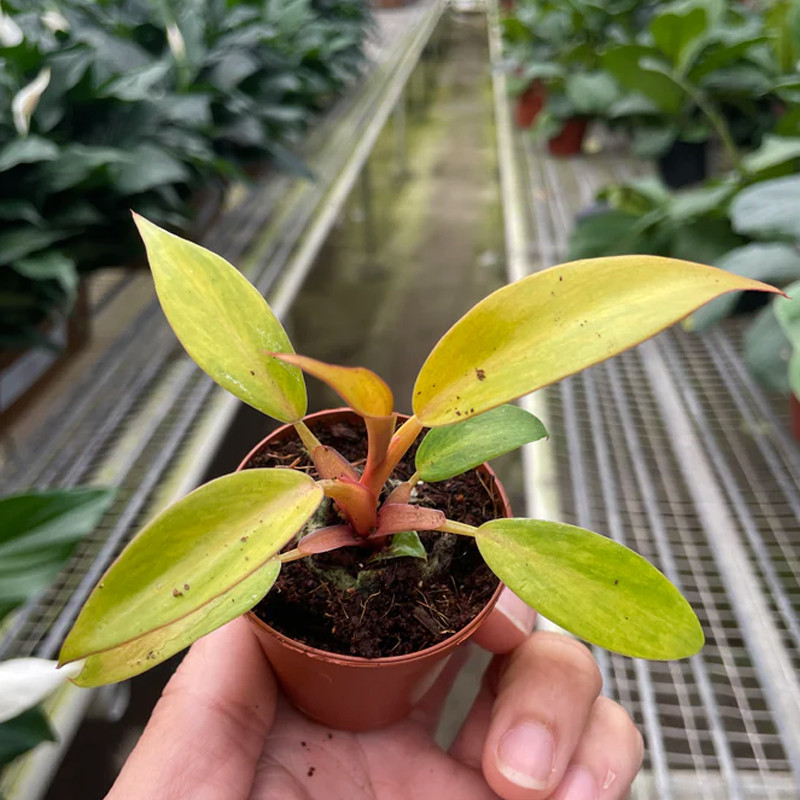 Plant Addicts Philodendron - Thumbnail 3