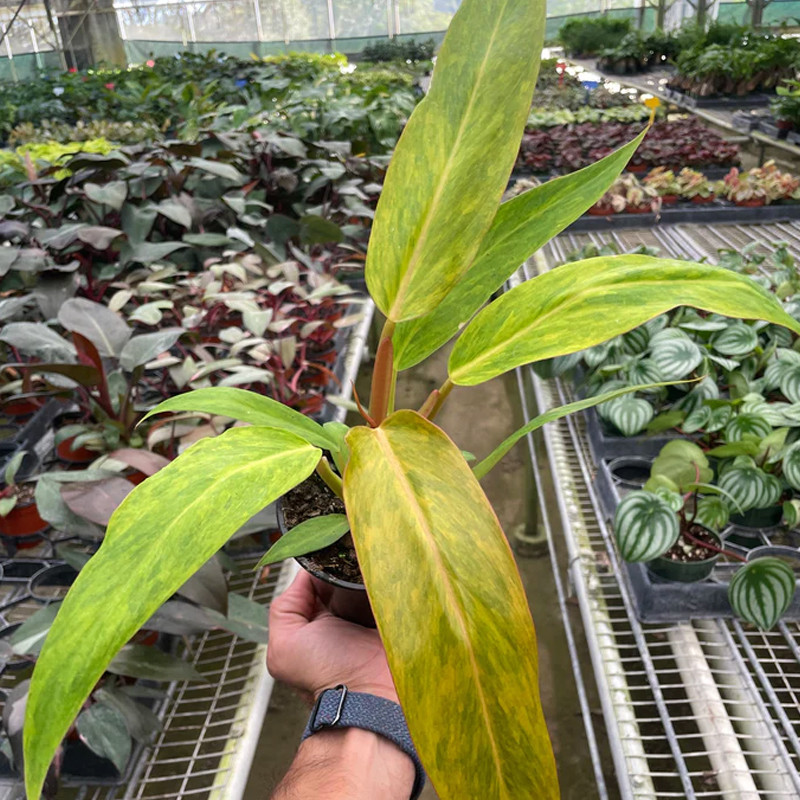 Plant Addicts Philodendron - Thumbnail 2