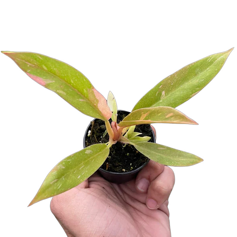 Plant Addicts Ring of Fire Philodendron - Thumbnail 2