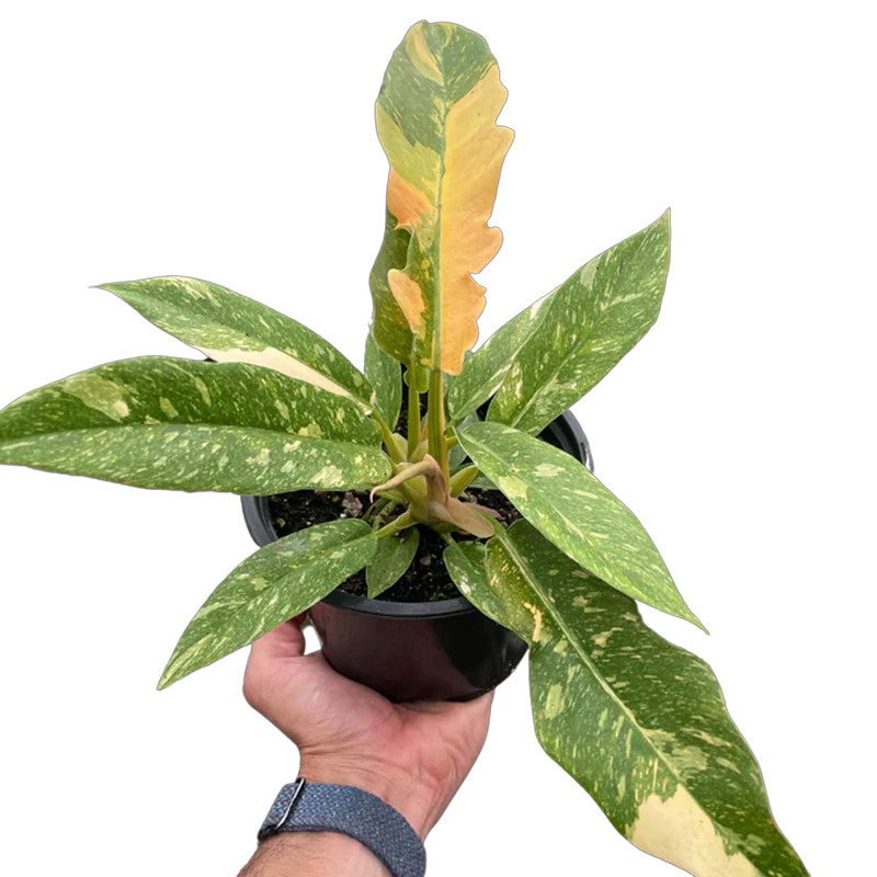 Plant Addicts Ring of Fire Philodendron
