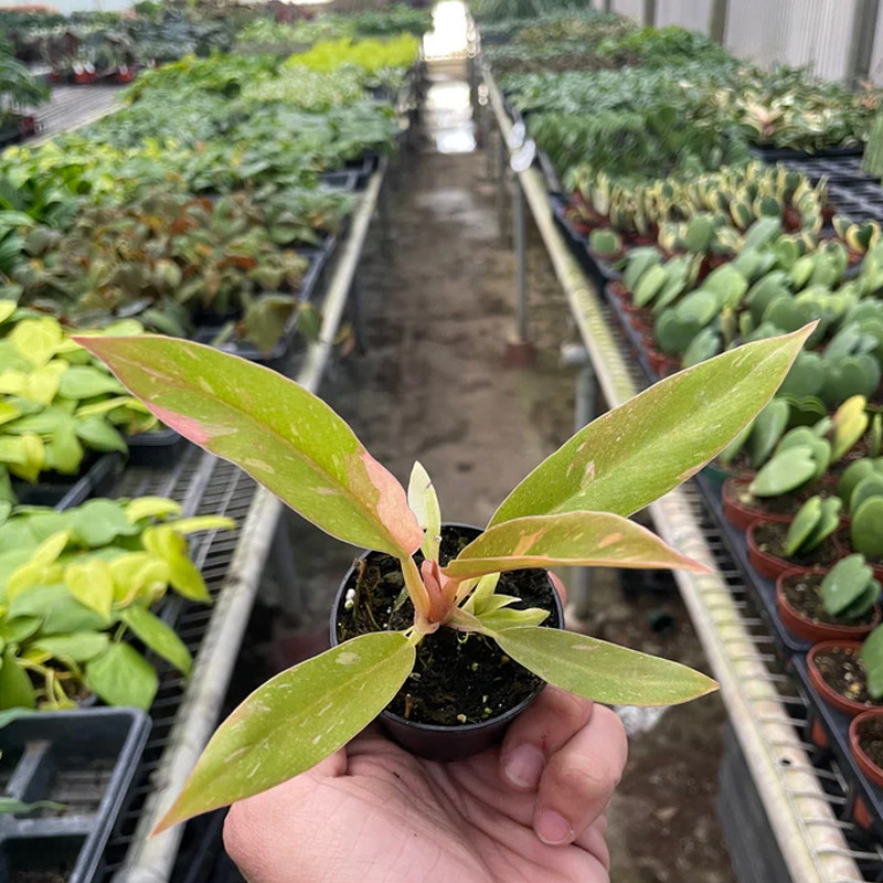 Plant Addicts Ring of Fire Philodendron - Thumbnail 5