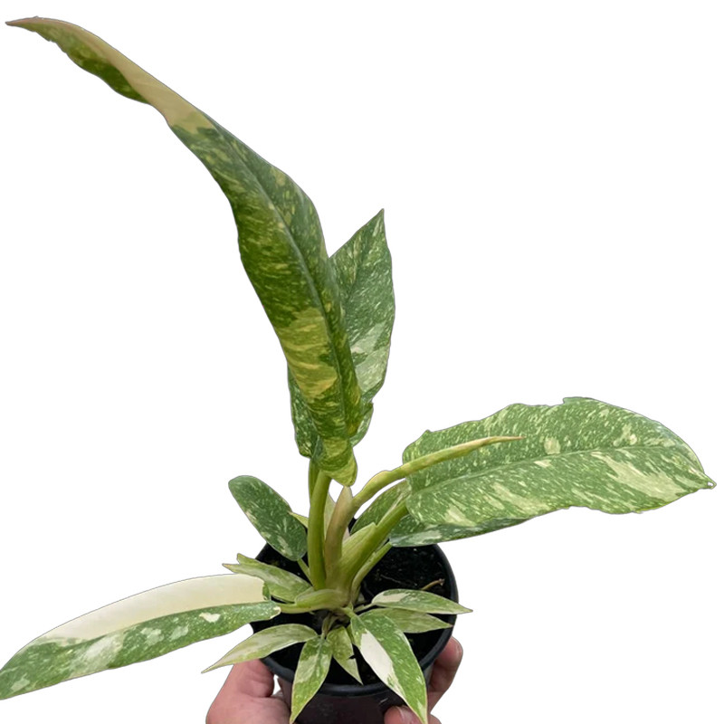 Plant Addicts Ring of Fire Philodendron - Thumbnail 2