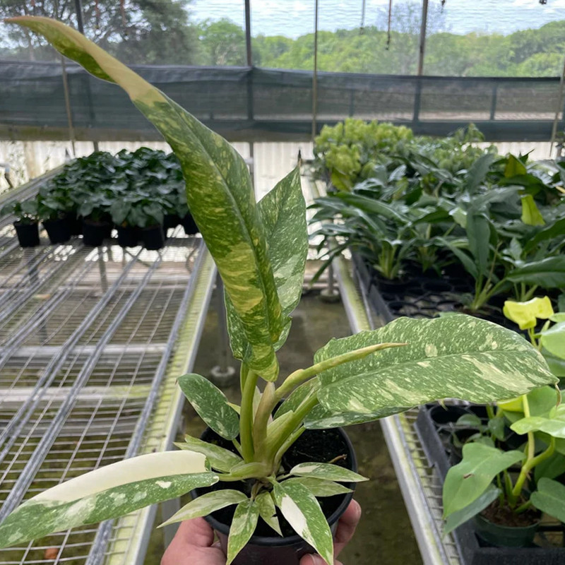 Plant Addicts Ring of Fire Philodendron - Thumbnail 4