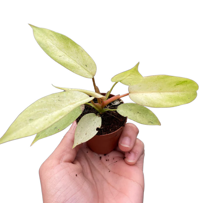Plant Addicts Snowdrift Philodendron