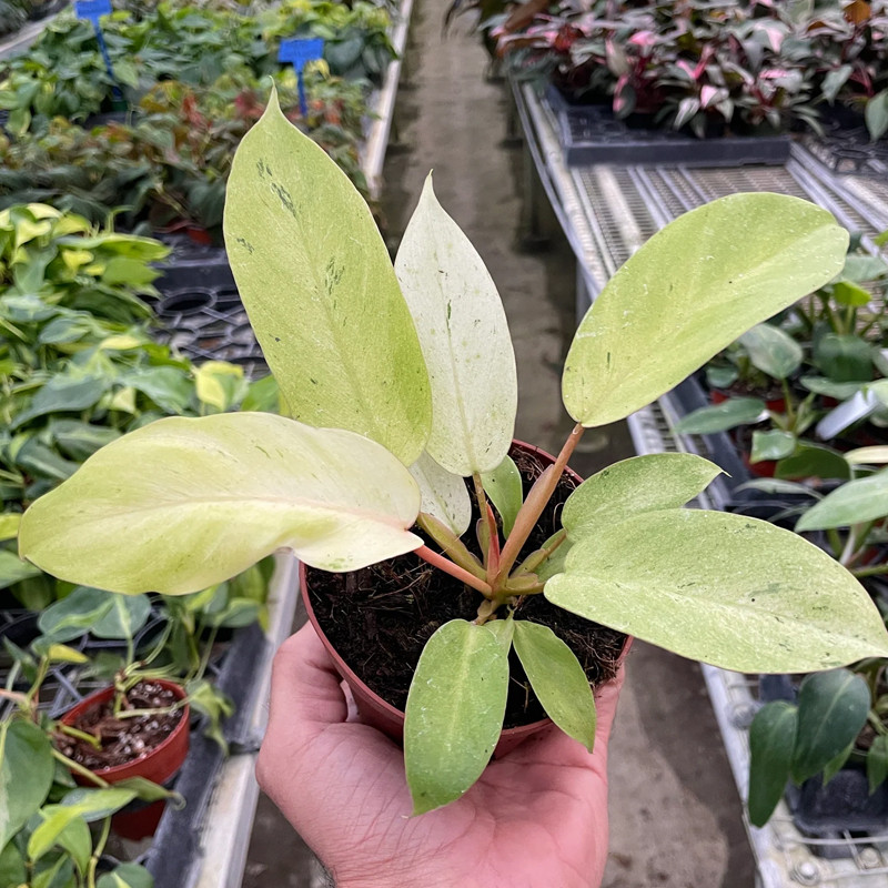 Plant Addicts Snowdrift Philodendron - Thumbnail 3