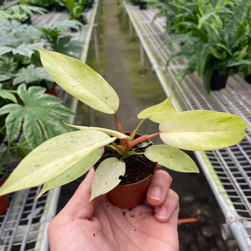 Plant Addicts Snowdrift Philodendron - Thumbnail 4
