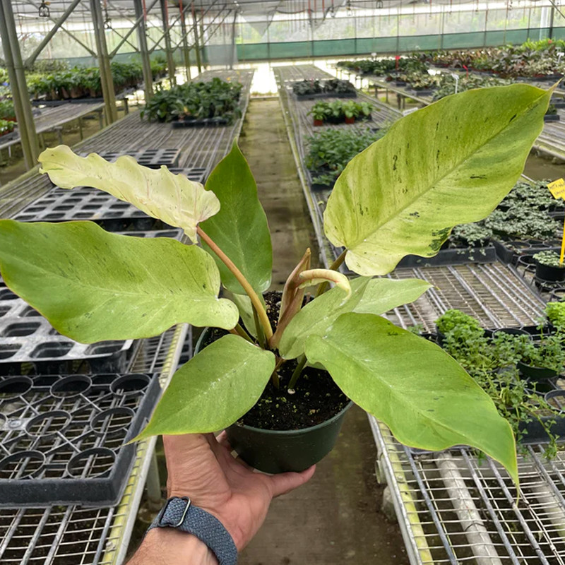 Plant Addicts Snowdrift Philodendron - Thumbnail 2