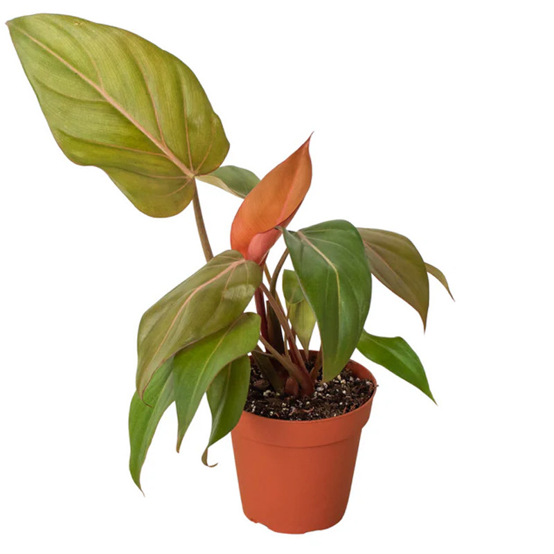 philodendron green princess variegata Rare Pink Princess Philodendron - 4