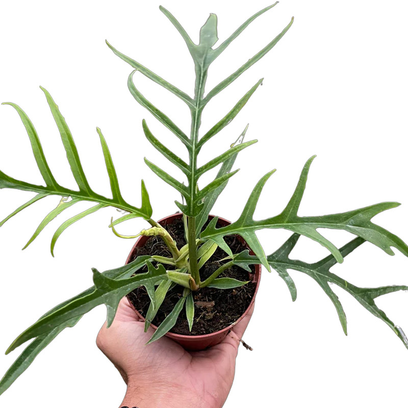 Tortum Philodendron