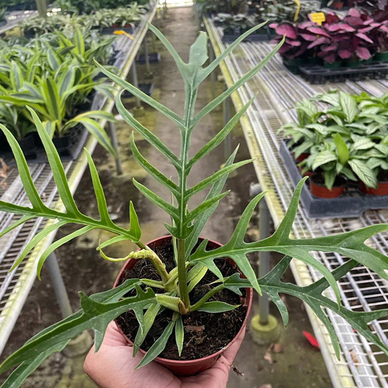 Plant Addicts Tortum Philodendron - Thumbnail 3
