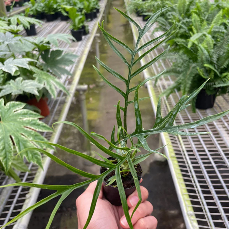 Plant Addicts Tortum Philodendron - Thumbnail 2