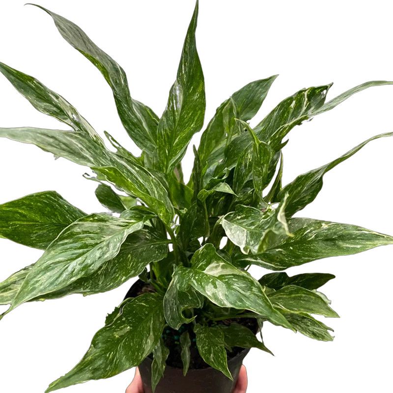 wedding spider plant Variegated Spider Plant - 6 Inch Pot