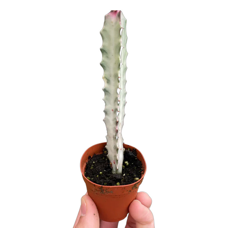 Plant Addicts Euphorbia Dragon Bone Succulent