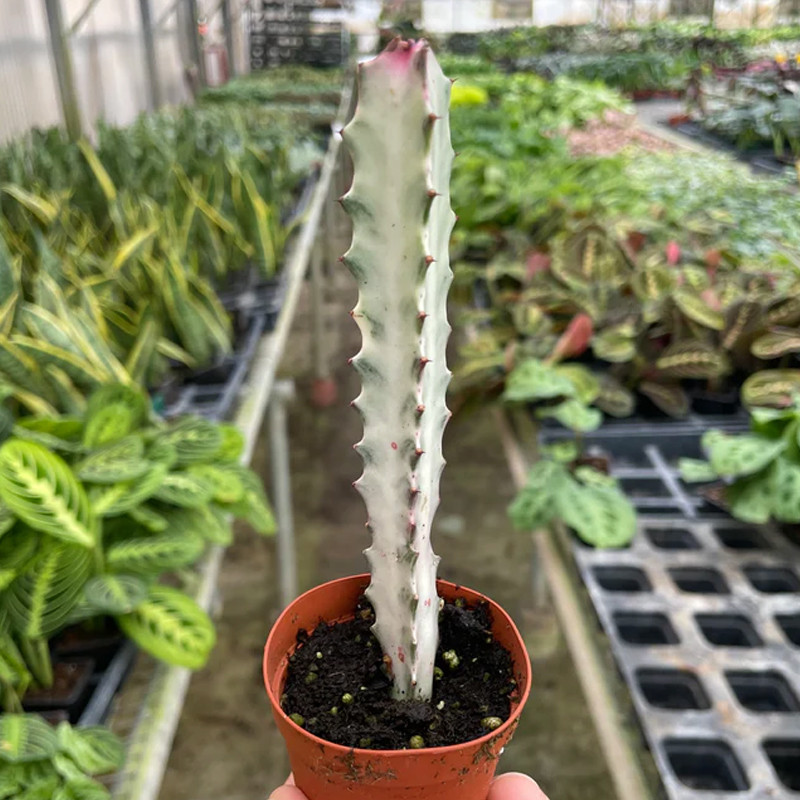 Plant Addicts Euphorbia Dragon Bone Succulent - Thumbnail 4