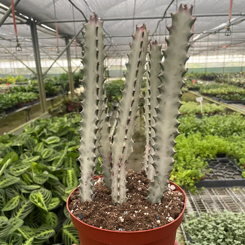 Plant Addicts Euphorbia Dragon Bone Succulent - Thumbnail 3
