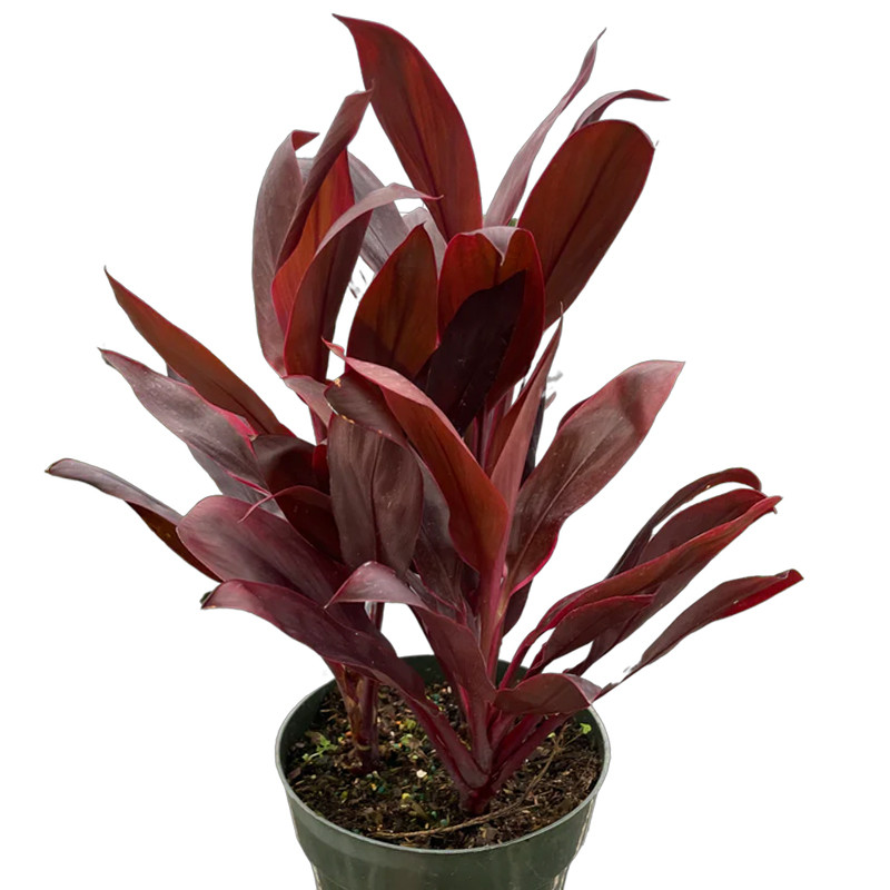 Plant Addicts Calypso Queen Cordyline
