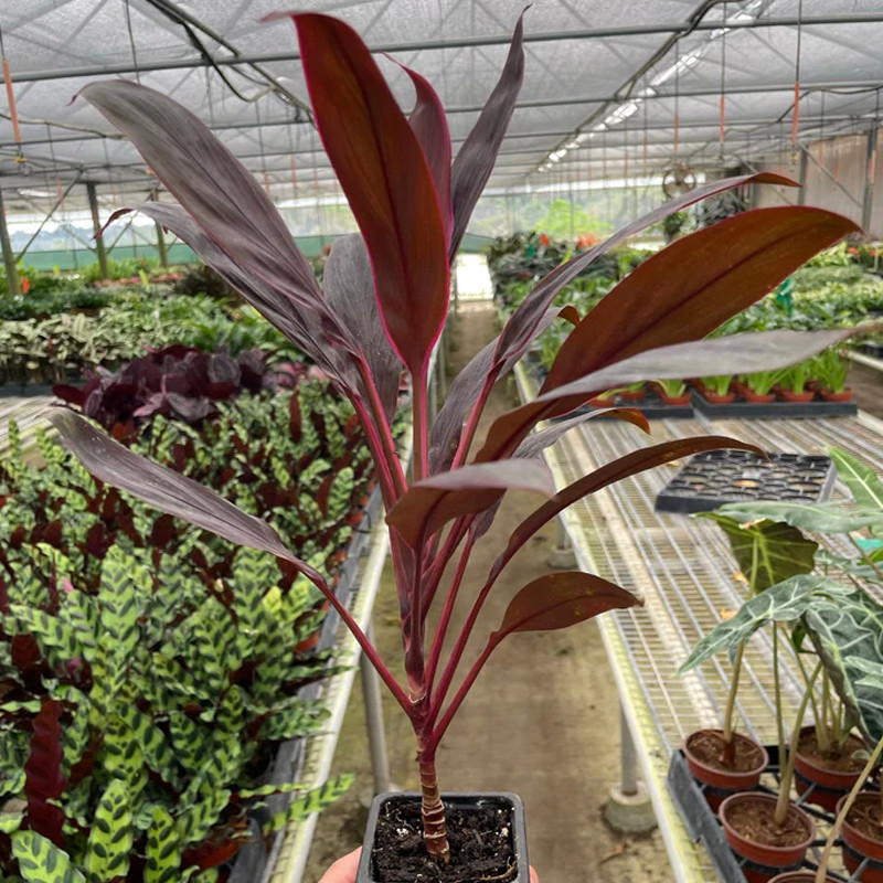 Plant Addicts Calypso Queen Cordyline - Thumbnail 2