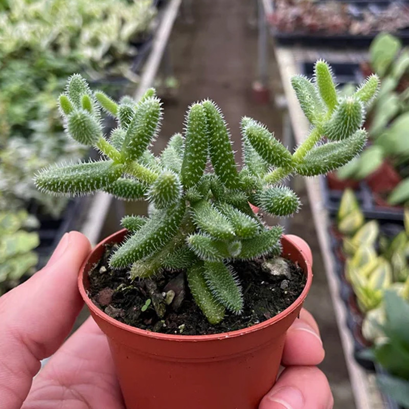 Plant Addicts Delosperma Pickle Plant - Thumbnail 4