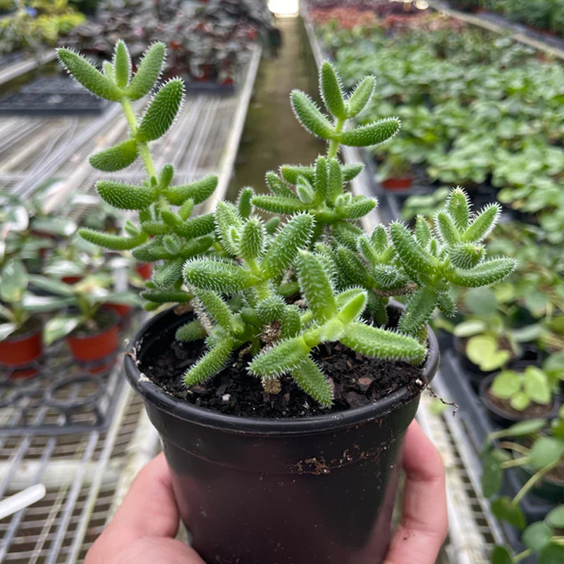 Plant Addicts Delosperma Pickle Plant - Thumbnail 3