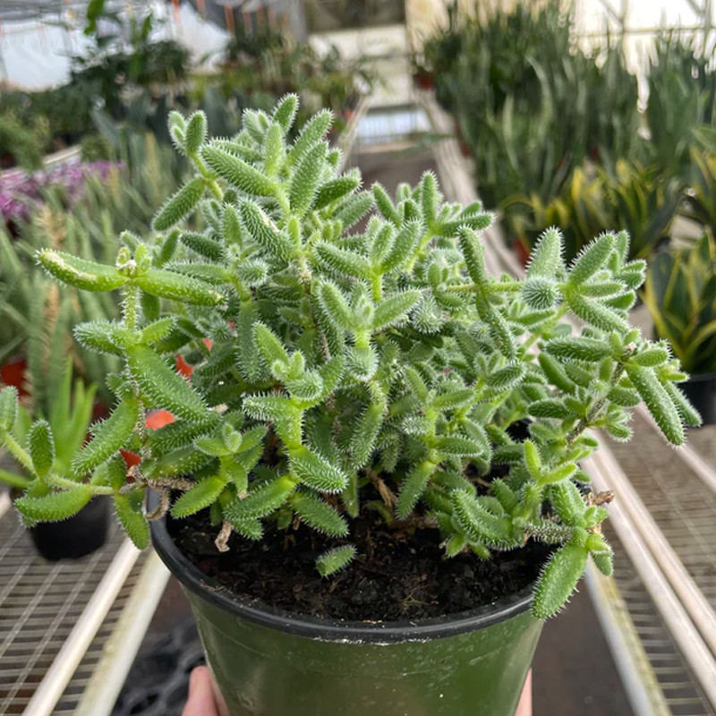 Plant Addicts Delosperma Pickle Plant - Thumbnail 2