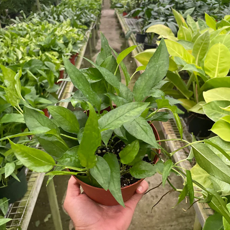 Plant Addicts Skeleton Key Pothos - Thumbnail 3