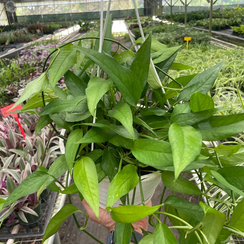 Plant Addicts Skeleton Key Pothos - Thumbnail 2