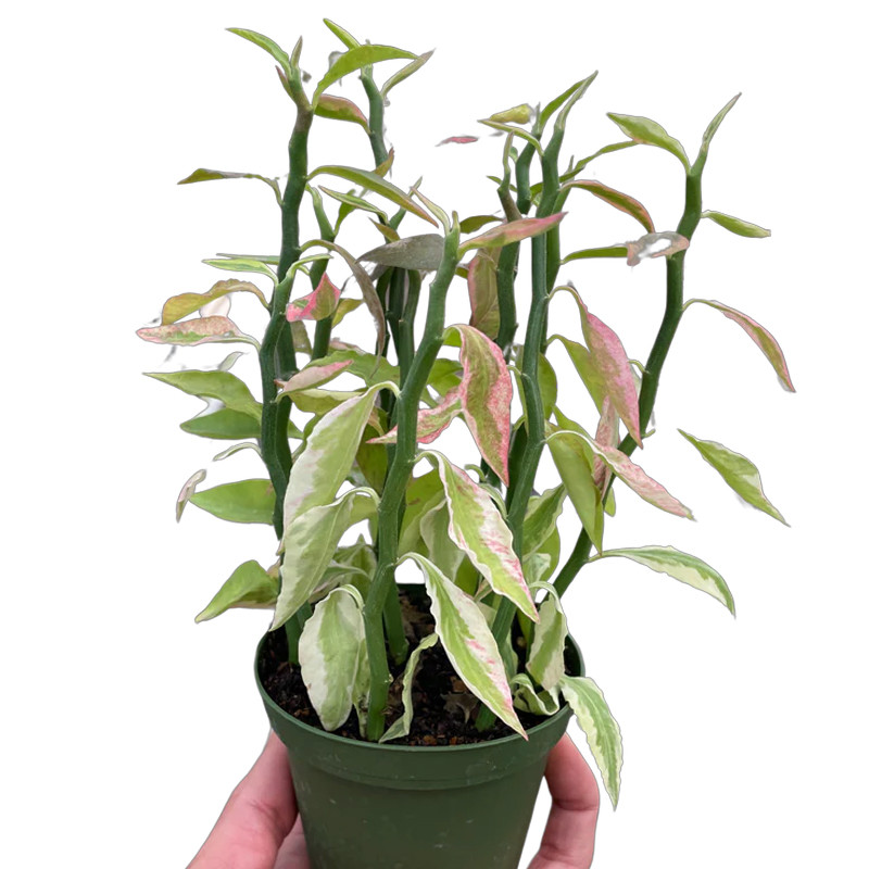 Plant Addicts Variegated Devil's Backbone Euphorbia